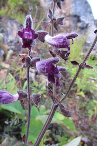 Salvia castanea