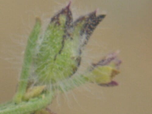 Salvia chudaei