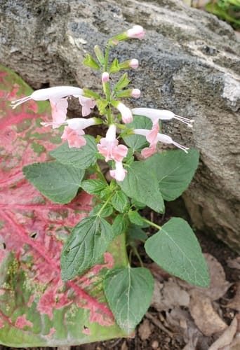 Salvia coccinea