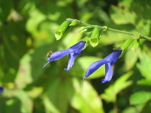 Salvia coerulea