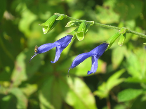 Salvia coerulea