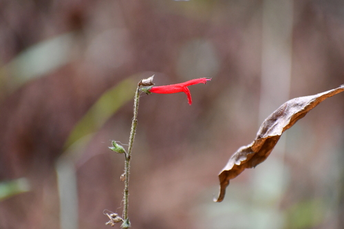 Salvia elegans