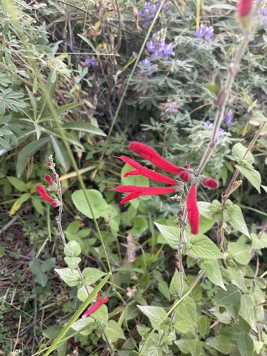 Salvia elegans