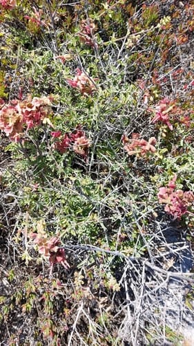 Salvia lanceolata