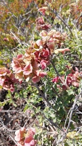Salvia lanceolata