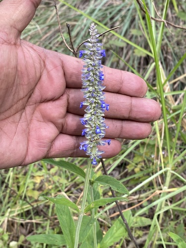 Salvia lavanduloides