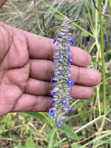 Salvia lavanduloides