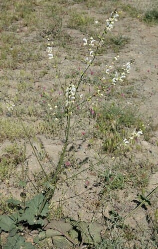 Salvia limbata