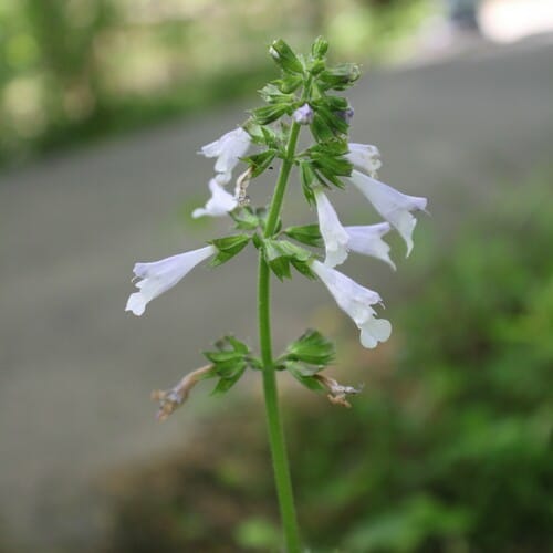 Salvia lyrata