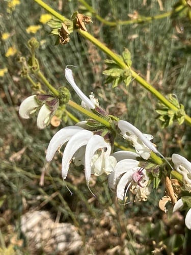 Salvia microstegia
