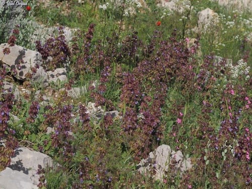Salvia multicaulis