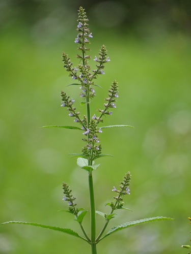 Salvia plebeia