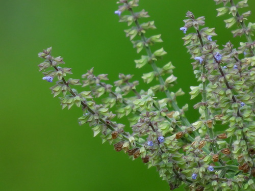Salvia plebeia