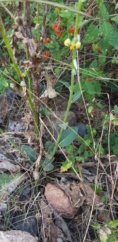 Salvia schimperi