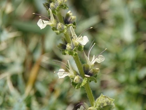 Salvia staminea