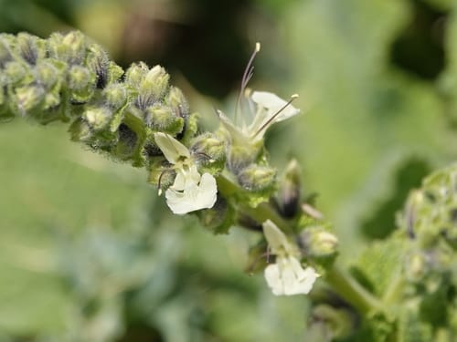 Salvia staminea