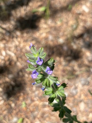 Salvia verbenaca