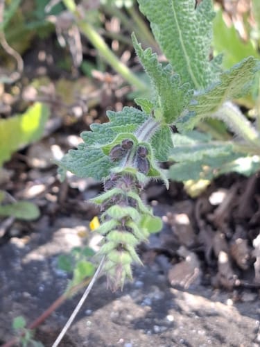 Salvia verbenaca