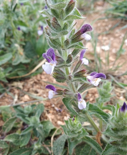 Salvia viridis