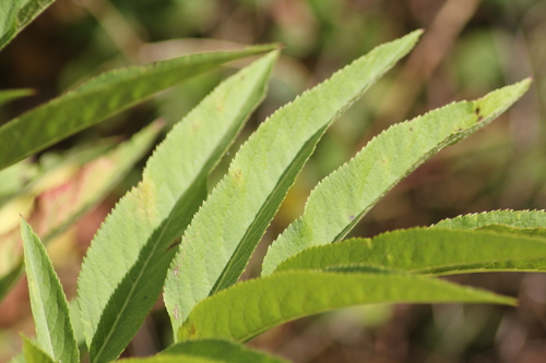 Sambucus ebulus