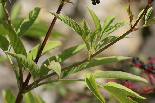 Sambucus ebulus