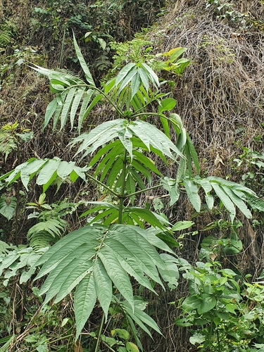 Sambucus javanica