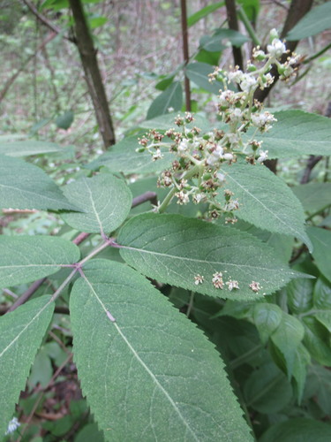 Sambucus pubens