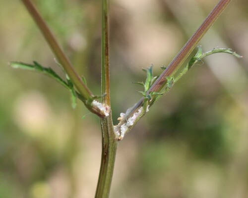 Sanicula bipinnata