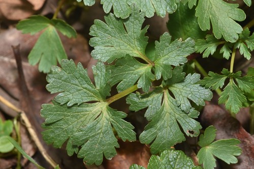 Sanicula graveolens