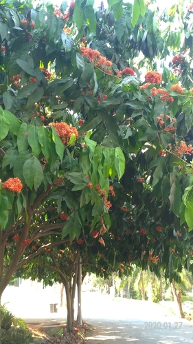 Saraca bijuga
