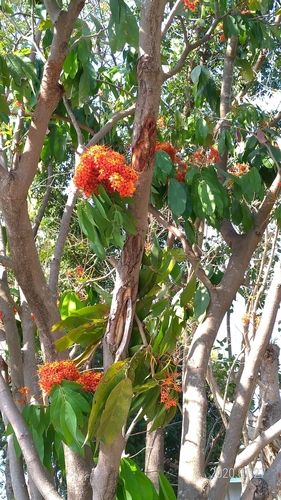 Saraca bijuga