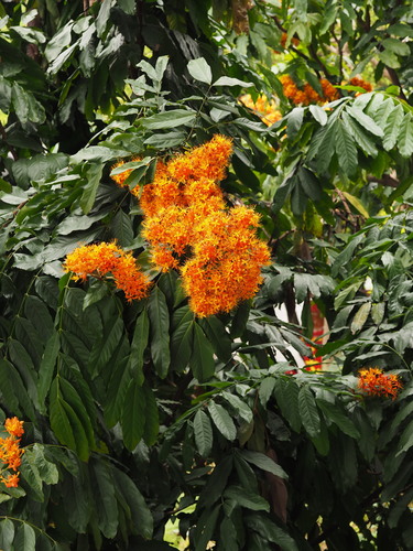 Saraca dives