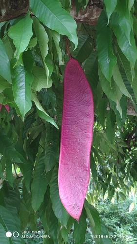 Saraca thaipingensis