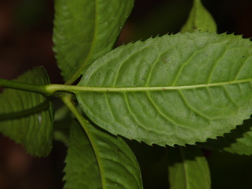 Sarcandra glabra