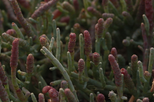 Sarcocornia pacifica