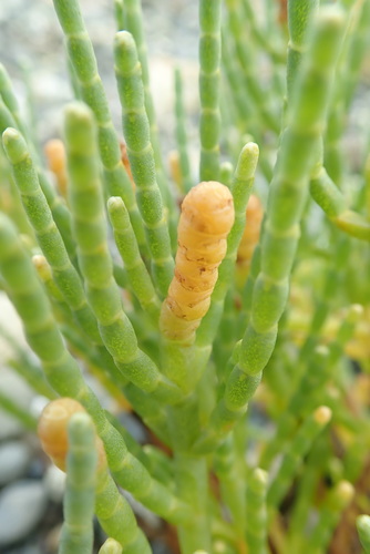 Sarcocornia pacifica