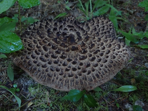 Sarcodon aspratus