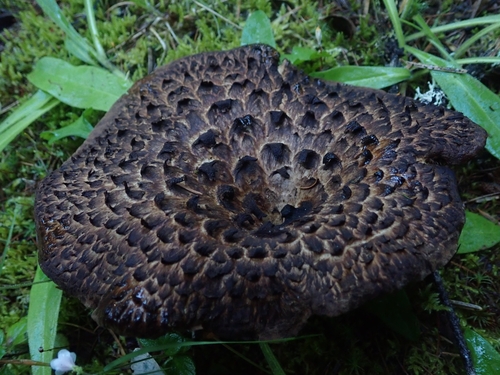 Sarcodon aspratus