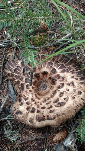 Sarcodon imbricatus