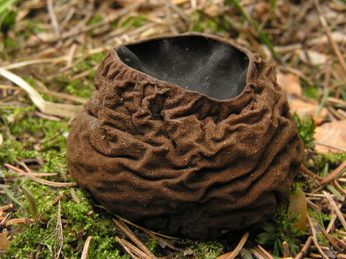 Sarcosoma globosum