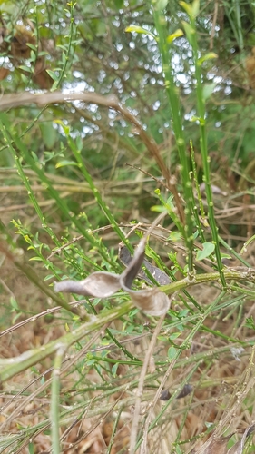 Sarothamnus scoparius