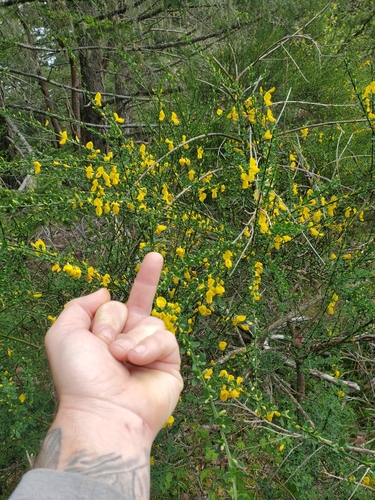 Sarothamnus scoparius