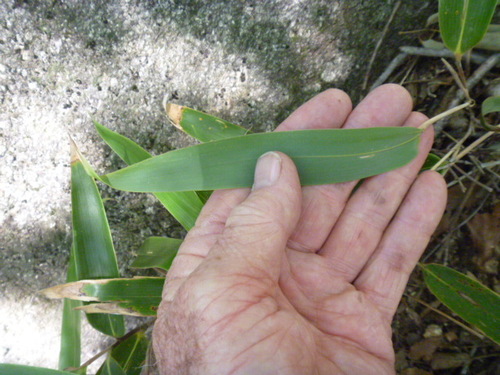Sasa borealis
