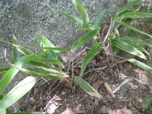 Sasamorpha borealis