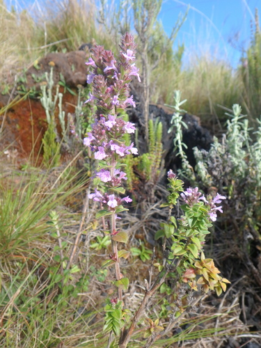 Satureja punctata