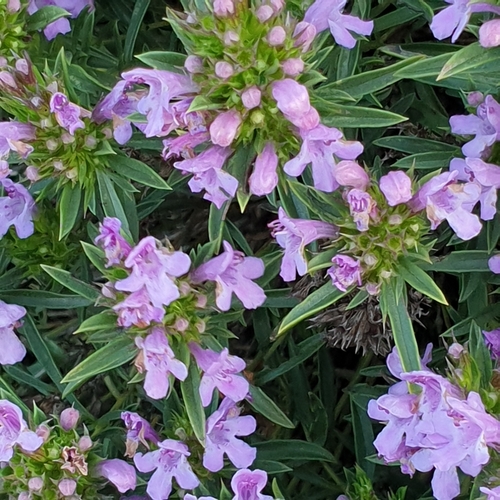 Satureja subspicata