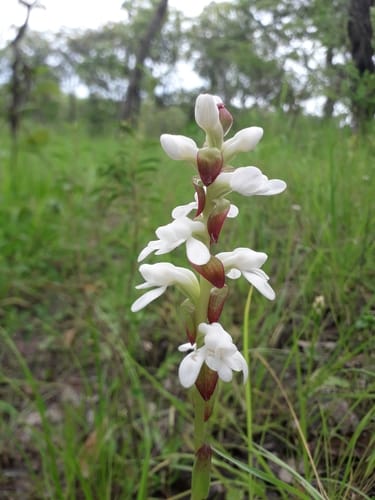 Satyrium carsonii