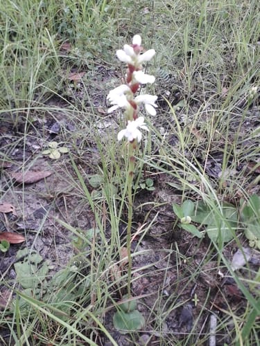 Satyrium carsonii