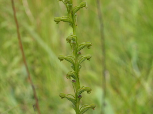 Satyrium chlorocorys