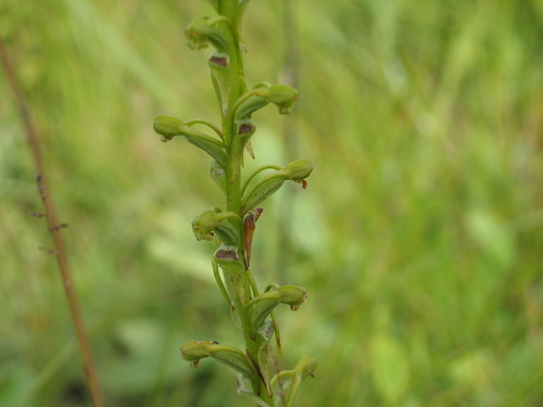 Satyrium chlorocorys